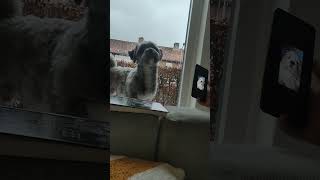 Dog Reacts to Howling and Whining Sounds on Phone  1494879 [upl. by Adnal849]