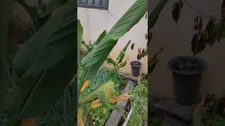 Large perennial herb with short true stems and Banana and Crape Myrtle 香蕉 Banana VID20241014165457 [upl. by Nivra]