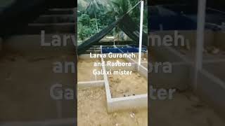 gourami larvae and shots Rasbora Galaxy fisheries poolviralvideo [upl. by Odnumyar]