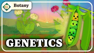 What Do Pea Plants Have To Do With Your Eye Color Mendelian Genetics Crash Course Botany 10 [upl. by Ecnarual]