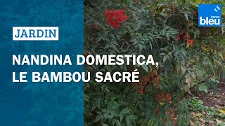 Nandina domestica le bambou sacré [upl. by Pierrepont]