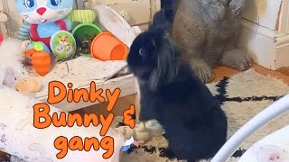 Dinky bunny and gang [upl. by Carline622]