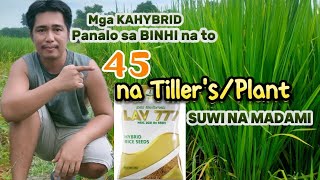 HYBRID RICE SEEDS na Masuwi na Abot ng 45 kada Puno  LAV 777 ng Lead Agri [upl. by Quillan211]