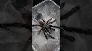 Dancing Caribena versicolor Tarantula spider antilles Martinique pinktoe tanzen shorts [upl. by Toft]