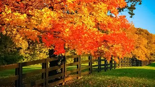 Beautiful Relaxing Music  Soothing Autumn Melodies Mindful and Peaceful Piano Instrumental Music [upl. by Saylor96]