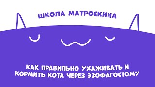 Школа Матроскина Как правильно ухаживать и кормить кота через эзофагостому [upl. by Shaun]