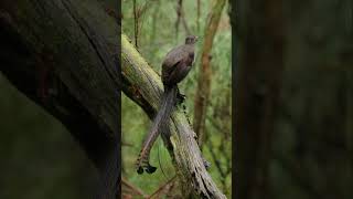 Lyrebird Natures Mimic  Unbelievable Bird Sounds and Mimicry Abilities [upl. by Niwrad]