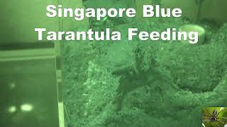 Singapore Blue Tarantula Feeding Omothymus violaceopes [upl. by Merilyn60]