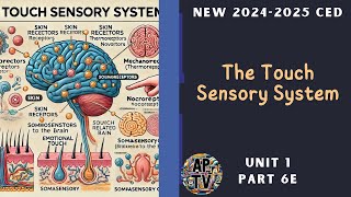 🎯The Touch Sensory System  AP Psychology Unit 1 Part 6🎯 [upl. by Rochette278]