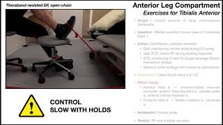 Tibialis Anterior  Anatomy Function amp Exercises [upl. by Eecal]