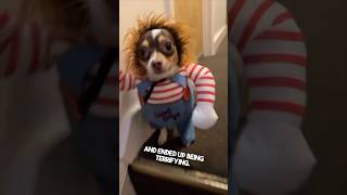 Their dog’s halloween costume is terrifying 😂 [upl. by Katlin658]