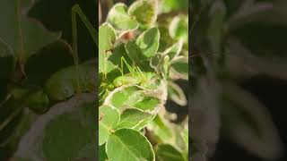 A male Southern Oak Bush Cricket in an Oxford garden cricket nature garden [upl. by Ennoitna]