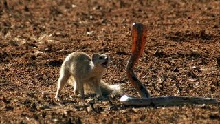 Mongoose Vs Cobra  Smithsonian Channel [upl. by Sumetra]