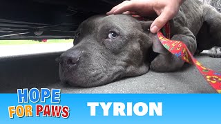 Tyrion  An injured Pit Bull rescued a moment before disaster Please share senior [upl. by Kcirredal]