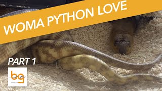 Introduction to Woma pythons and breeding  part 1 [upl. by Gabriele303]