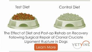 Can Diet amp Physical Rehab Help Dogs After Surgery to Repair a Ruptured Cranial Cruciate Ligament [upl. by Naget]