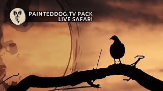 LIVE Safari Sponsored by the Painteddogtv Pack  28 October 2024 [upl. by Tnek]