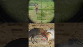 Hunting Deer Reality vs Gamequot shorts [upl. by Conover837]