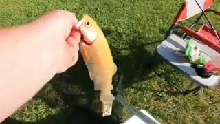 Caught the last golden trout [upl. by Cristie]