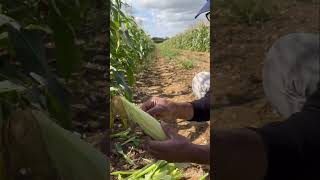 quotHandpicking sweet corn at Roundstone Farm 🌽🌞 SweetCorn HarvestTime farmlifejoy [upl. by Sitoeht100]