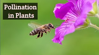 Pollination in Flowering Plants 3d Animation [upl. by Alvira]