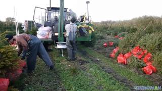 Brinkman Nordmann Kerstbomen Verpakken [upl. by Ahkihs]