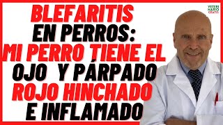 BLEFARITIS en Perros 🔴Por qué Mi Perro tiene el OJO y PÁRPADO HINCHADO y CERRADO 🔴Cómo Curarlo 🔴 [upl. by Avilys]