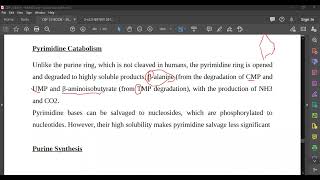 L89 Pyrimidine Catabolism [upl. by Sutton770]