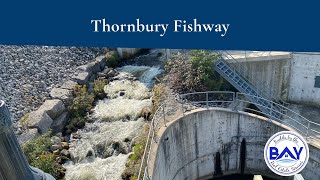 Thornbury Fishway [upl. by Esilram]