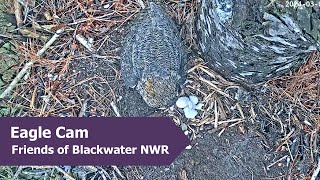 Great Horned Owl Chick Makes Appearance  3524 [upl. by Radke41]