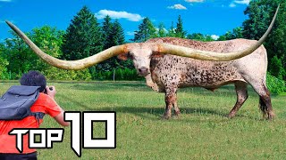 10 Animals With The Biggest Horns In The World  Things Around [upl. by Swayne]