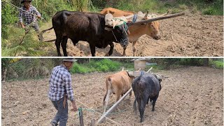 La mula y mi hermano con la yunta arando la tierra  Las Delicias de Lupita [upl. by Embry581]