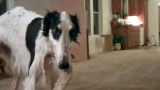 Borzoi goes crazy playing [upl. by Leeanne]