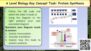 A Level Biology Polypeptide synthesis [upl. by Aracal]