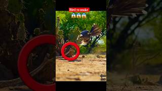 Bird vs snake 🤔🔚😱 shorts [upl. by Ayiak]