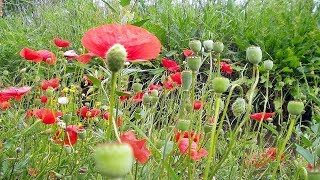 Para que sirve la Amapola propiedades medicinales  Papaver rhoeas [upl. by Dick]