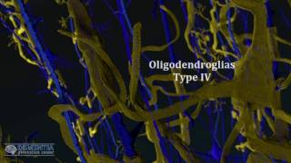 oligodendrocytes in alzheimers [upl. by Areek]