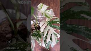 Happy Monstera Monday Beautiful High Variegation Monsteras plants monstera [upl. by Gregorio]