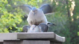 Mourning Doves Mating [upl. by Anisamot]