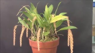 Dendrochilum bicallosum [upl. by Ztnarf]