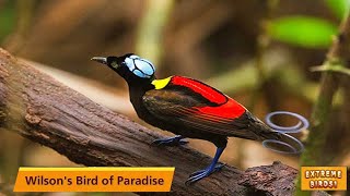 Wilsons Cicinnurus Respublica Call  Superb Wilsons Bird of Paradise [upl. by Alrrats709]