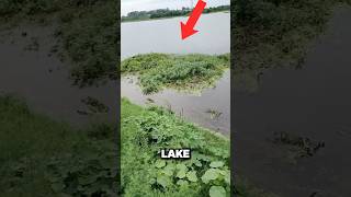 Be careful when you’re beside a lake shorts lake interestingfacts [upl. by Woodward]