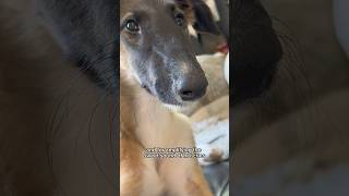 borzoi puppy accessories part 2 dog borzoi puppy puppylife fyp shorts funny [upl. by Etnohc]