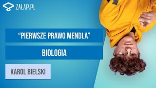 Prawa dziedziczenia  pierwsze prawo Mendla Załappl [upl. by Zahavi202]