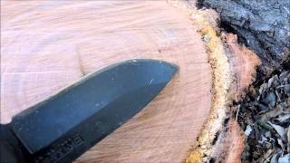 Tree growth rings [upl. by Gauthier699]