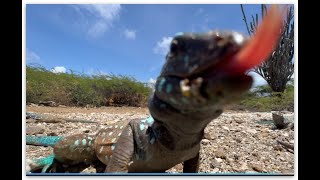 Bonaire quotDinosaursquot [upl. by Columbyne731]