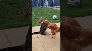 Fighting between chickens and cats shorts shortvideo cat chicken fighting PhatSophall888 [upl. by Alleen]