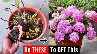 I do THIS to increase flowering on Hydrangea it FIXES all problems ✔️ [upl. by Karilynn]