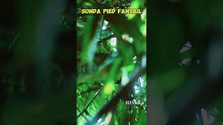 Sunda pied fantail with a nature relaxingmusic relaxing music meditationmusic sleepmusic [upl. by Joses851]