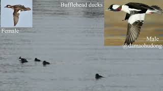 Bufflehead ducks [upl. by Kiel]